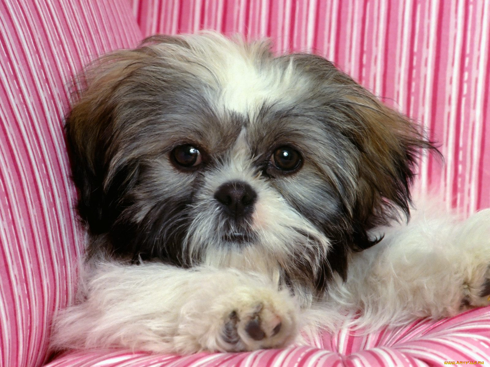 rascal, shih, tzu, , 